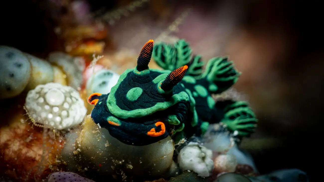 Nudibranch found on a Bohol reef